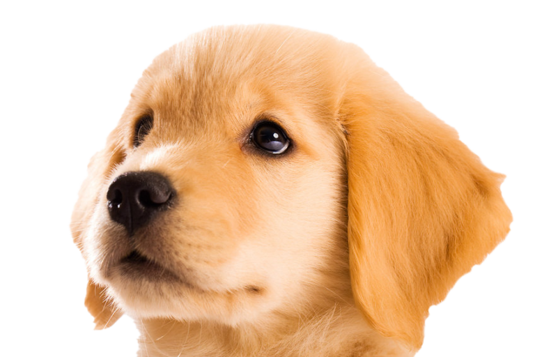 Golden Retriever Puppies Colorado, Best Golden Retriever Breeder