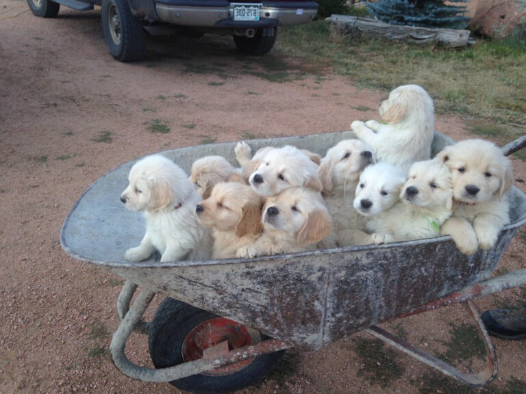 Our Process Golden Retriever Puppies Colorado, Best Golden Retriever Breeder