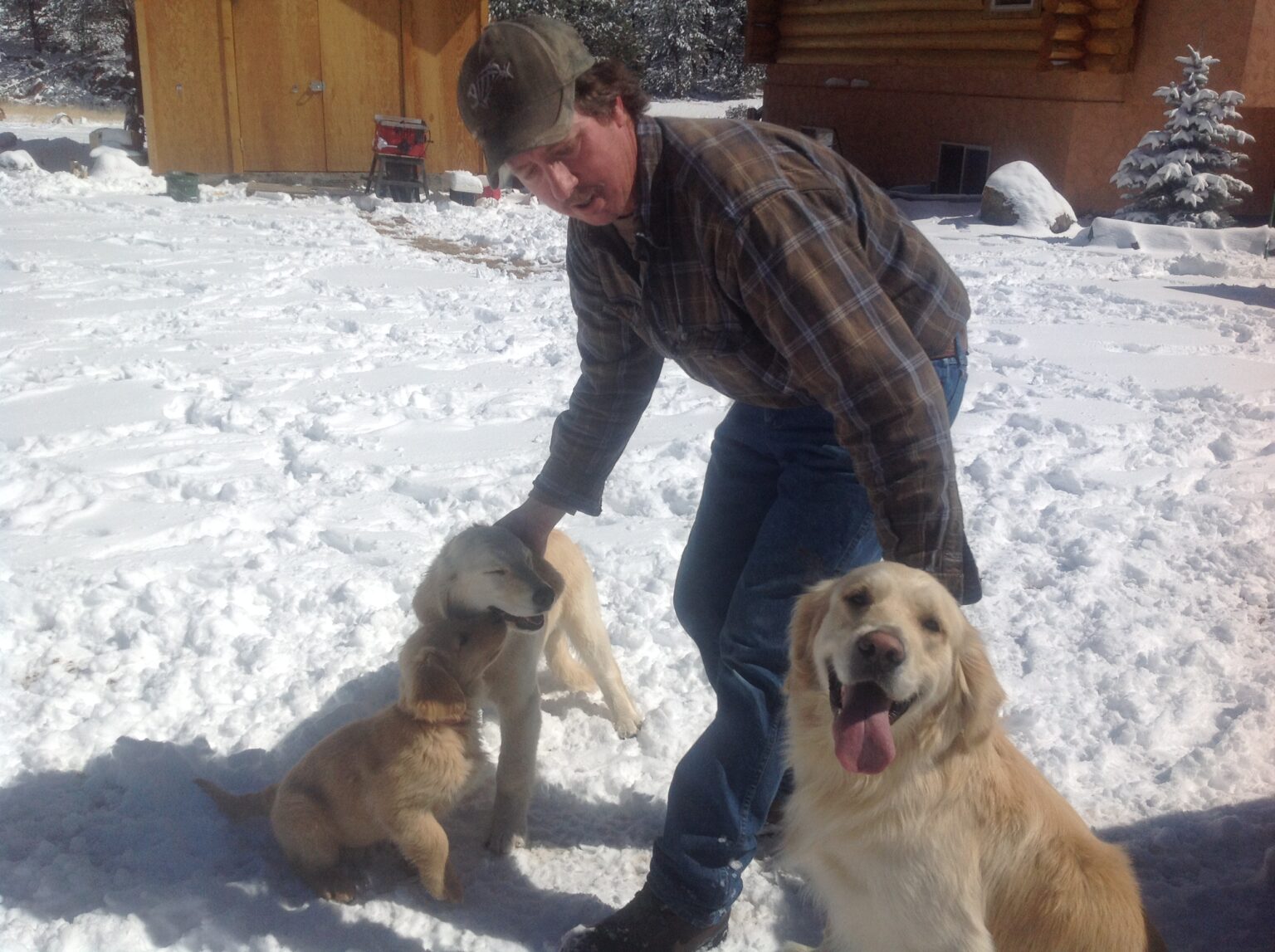 Golden Retriever Puppies Colorado, Best Golden Retriever Breeder