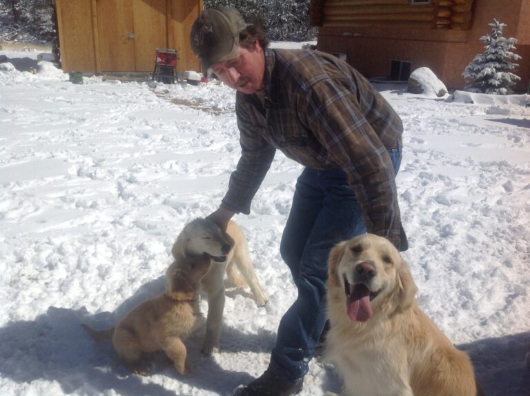 Golden Retriever Puppies Colorado, Best Golden Retriever Breeder