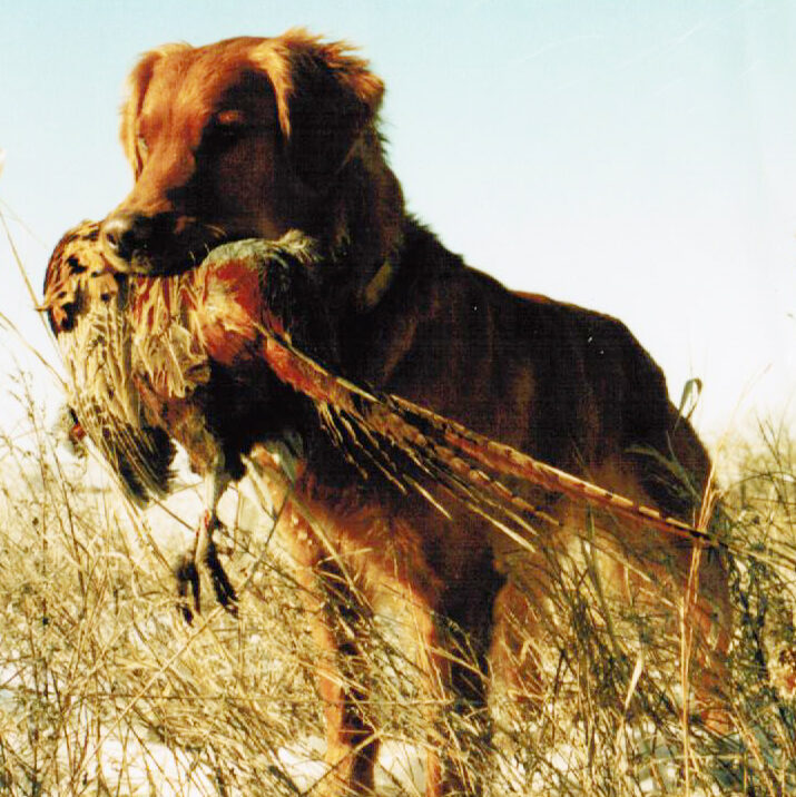 can you hunt with a golden retriever?