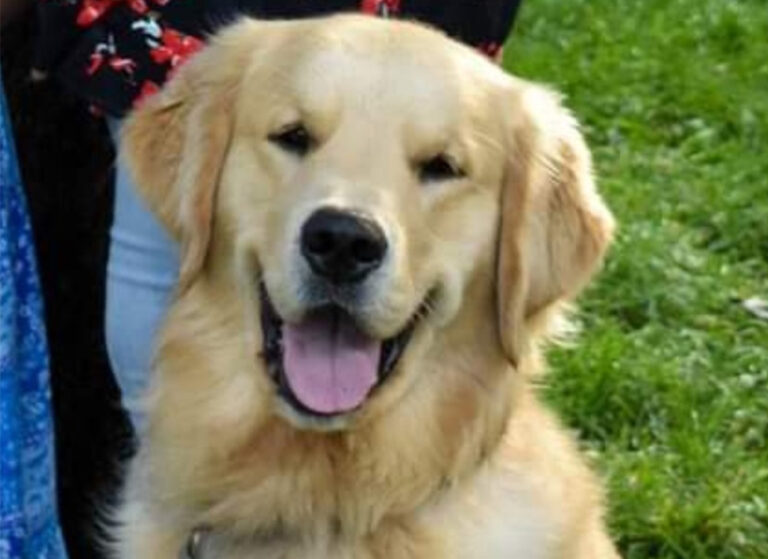 Golden Retriever Puppies Colorado, Best Golden Retriever Breeder