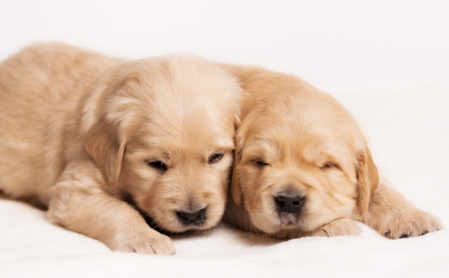 Adorable Golden Retriever puppies