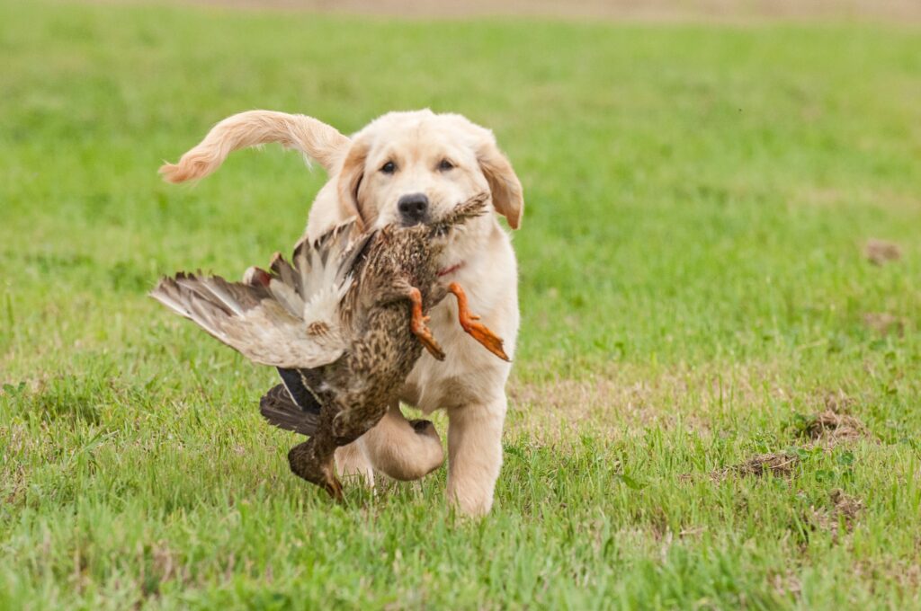 training a golden retriever puppy