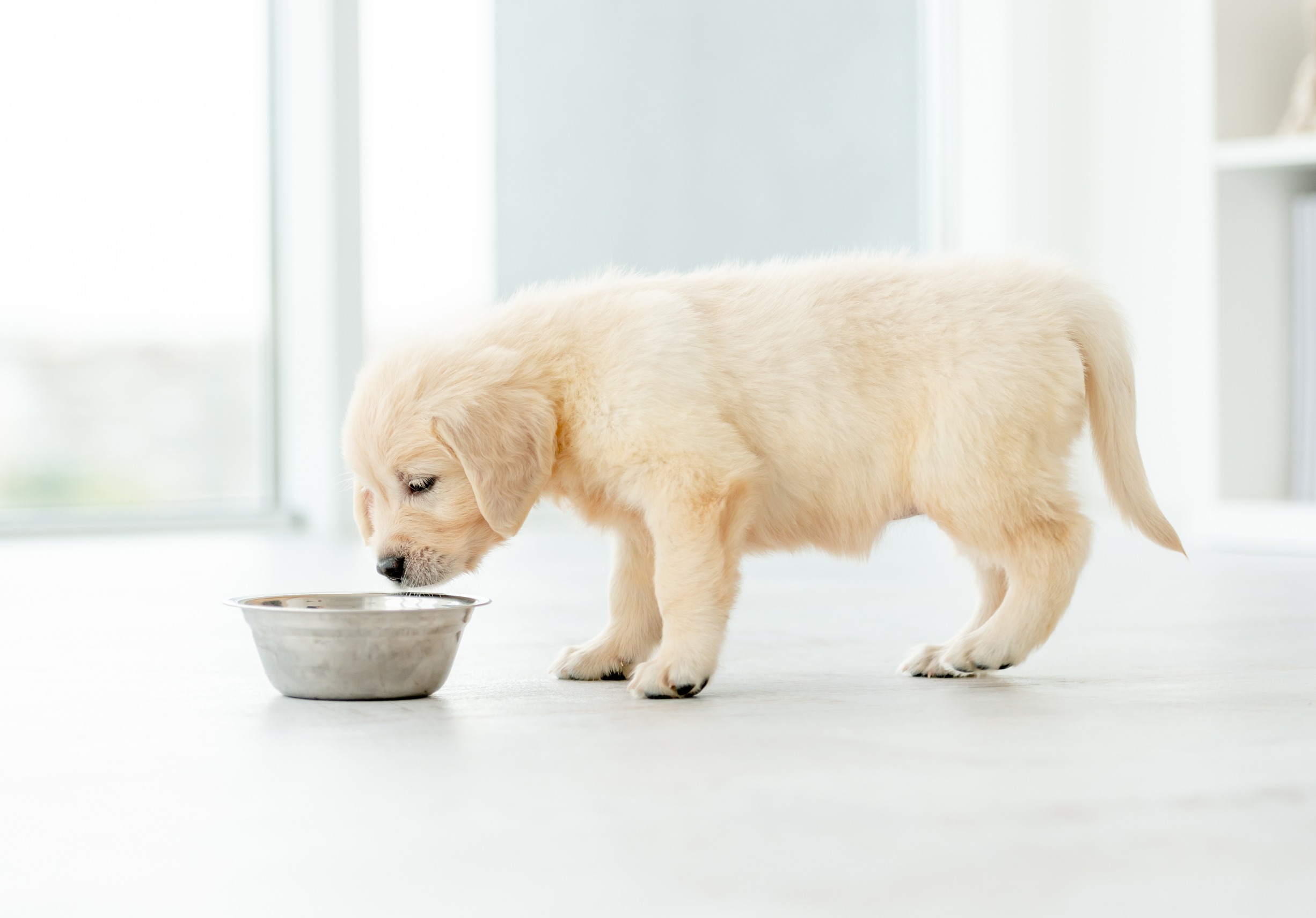 Best diet for hot sale golden retriever puppies