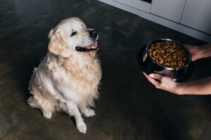 nutritious treat for dogs