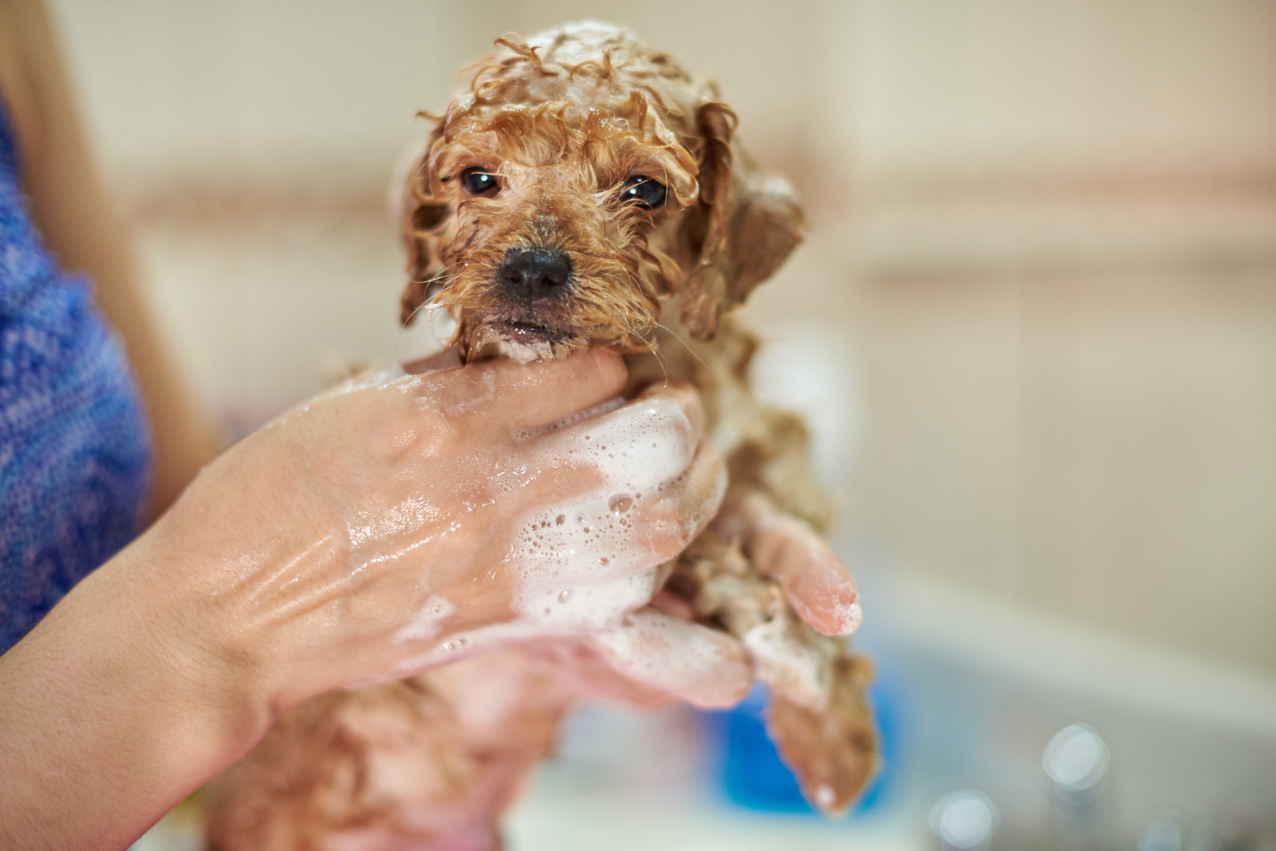 How to Bathe Your Puppy if it is Scared of Water? Golden Retriever