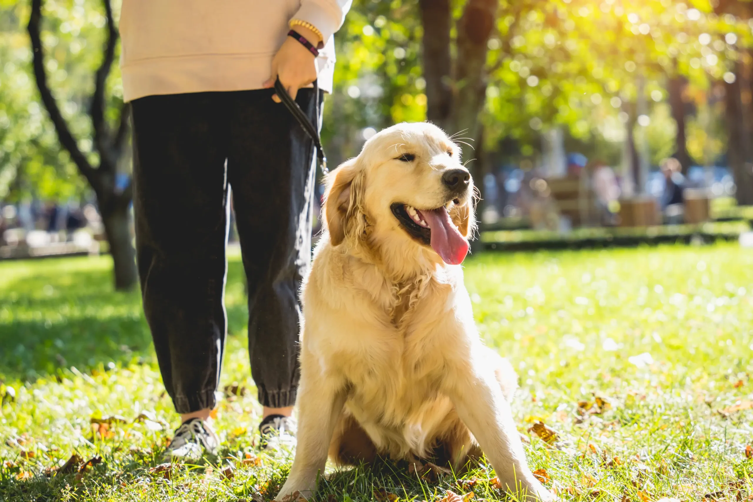 Keep your golden retriever puppy with these activities