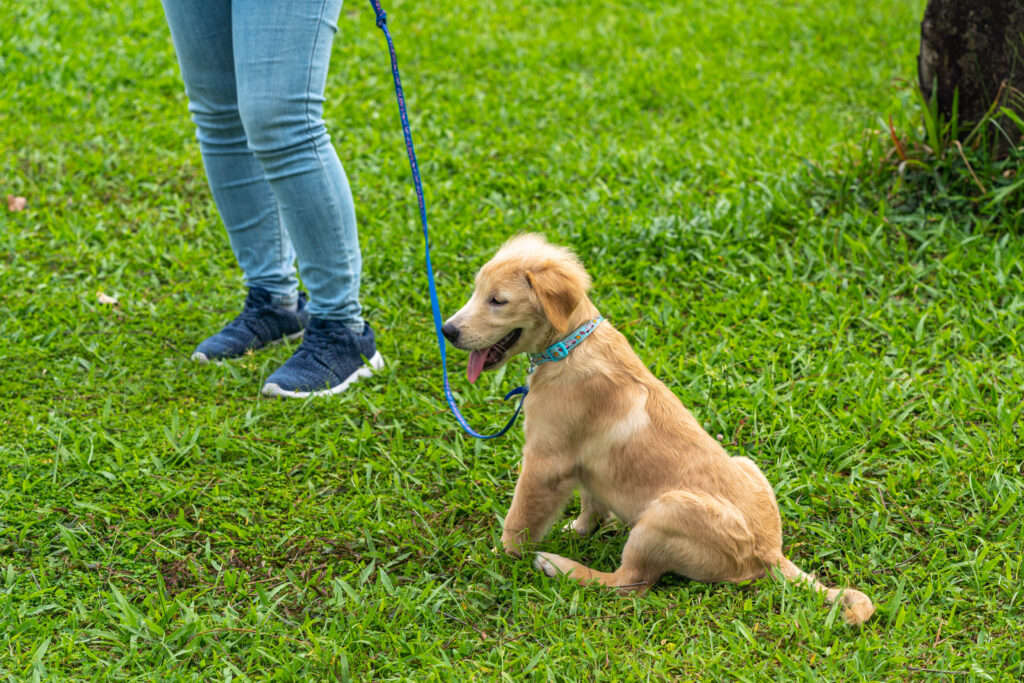 Little golden retriever puppy wearing dog leash sitting on grass